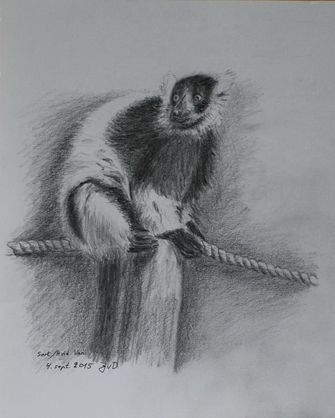 Sort/Hvid Vari, Knuthenborg Safaripark